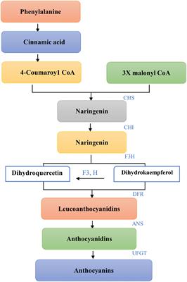 Cloned genes and genetic regulation of anthocyanin biosynthesis in maize, a comparative review